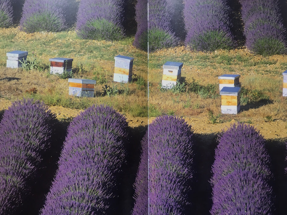 The Beekeepers Bible by Richard Jones & Sharon Sweeney-Lynch